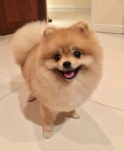 Pitäisikö tai voisiko lemmikistä maksaa vuokraa? 