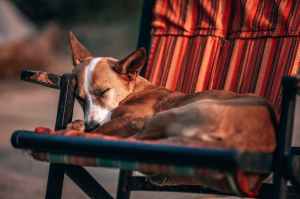 adult tan and white basenji sleeping on chair