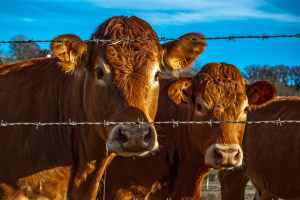 agriculture animal beef bull